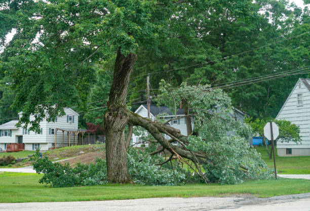 Best Tree Removal for Businesses  in Pleasant View, UT